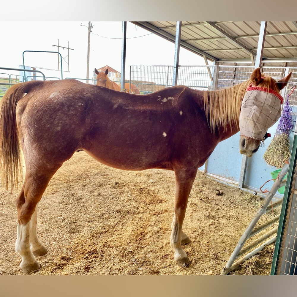 NEW RESCUE STORY! TRIGGER WARNING (skinny horse)